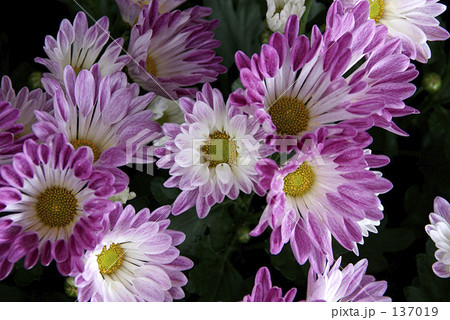 スプレーギク スプレーギク 137019