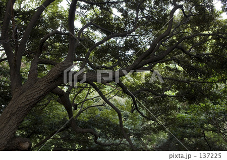 曲線な木 137225