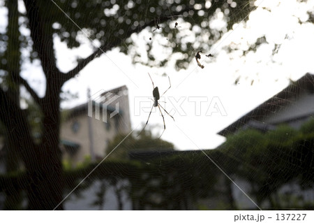 クモ　シルエット 137227