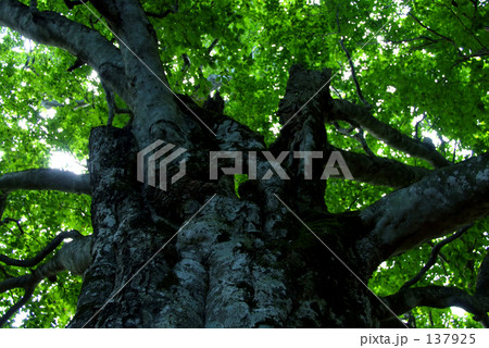 ブナの老木 137925