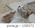 猫 138372