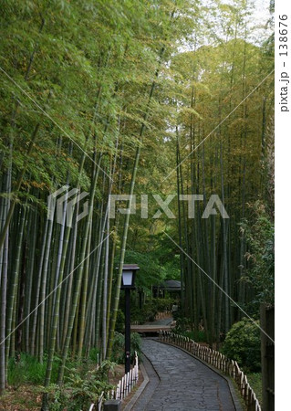 竹林 138676