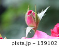 バラの蕾 139102