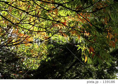 ハゼの紅葉 139186