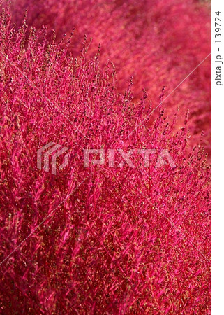 ホウキソウの紅葉 139724