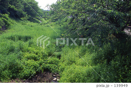 見沼田圃・春　見沼通船堀　0135 139949