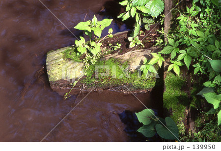 見沼田圃・春　見沼通船堀　0136 139950