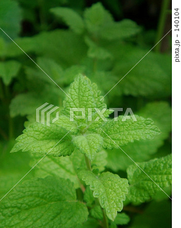 レモンバーム 140104