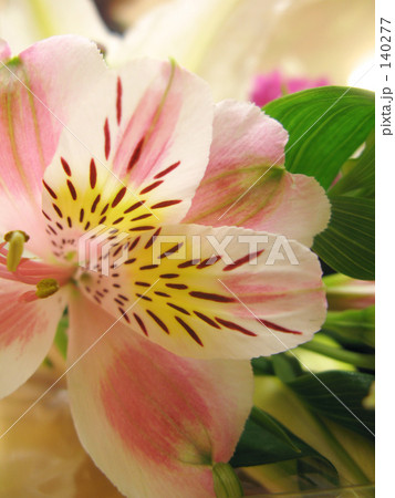 アルストロメリア 140277