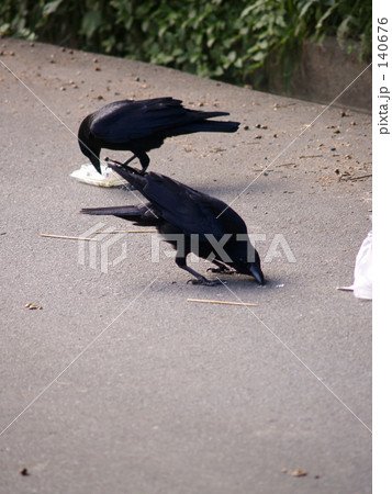 からすの朝食 140676