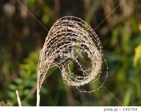 枯れススキ 140704