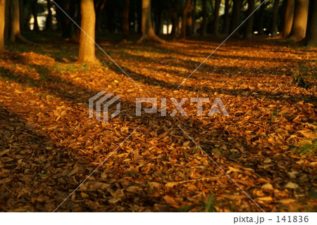 木の葉の道 141836
