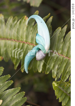 翡翠蔓の花 141959