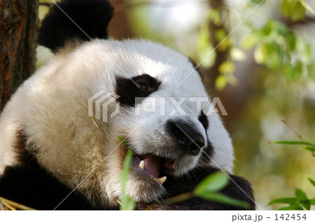パンダ 142454