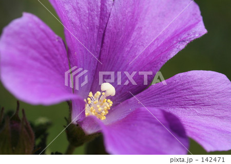 native hibiscus native hibiscus 142471