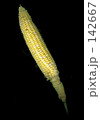 とうもろこし 142667