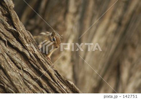 エゾシマリス　１ 142751