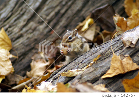 エゾシマリス　５ 142757
