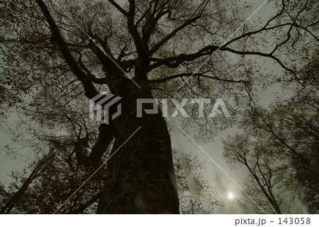 霧のマザーツリー 143058