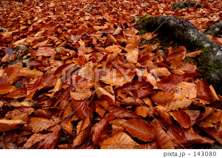 ブナの落葉 143080