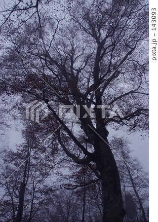 ブナの冬支度 143093