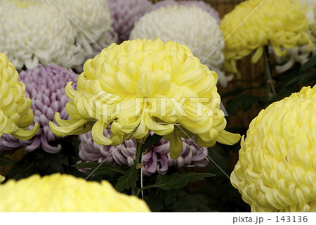 菊 143136