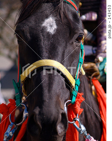 馬正面の写真素材