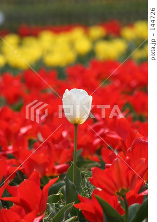 私が主役・・ 144726