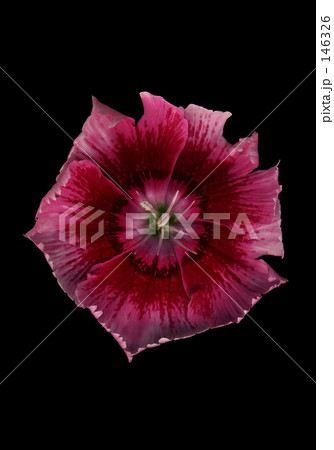 ダイアンサス ダイアンサス 146326