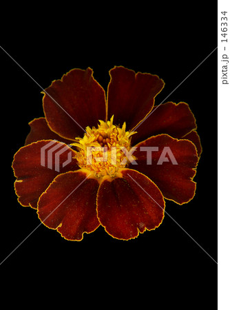 マリーゴールド マリーゴールド 146334