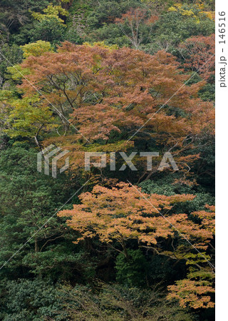 紅葉 146516