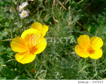 黄色の山吹 147015