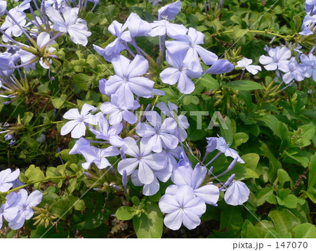 紫のバーベナテトラ 147070