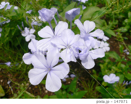 紫のバーベナテトラ 147071