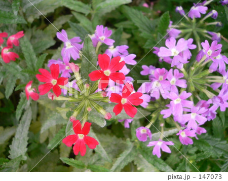 赤と紫のバーベナテトラ 147073