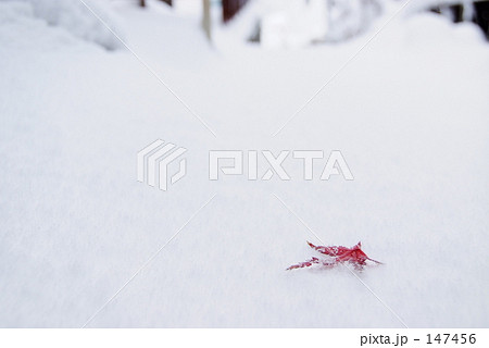 雪もみじ 雪もみじ 147456