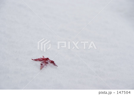 今年、最初の雪 147504