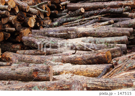 まき まき 147515