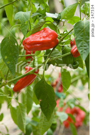 ピーマン 147534