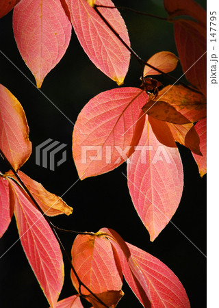 なつつばき 147795