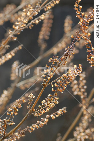 枯れ色～紫蘇の実 147844