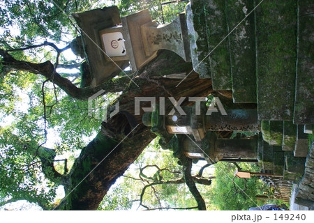 大樹&灯篭 149240