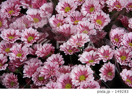 クリサンセマム(マーガレット) 149283