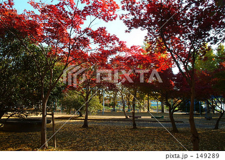 庭園公園のもみじ 149289
