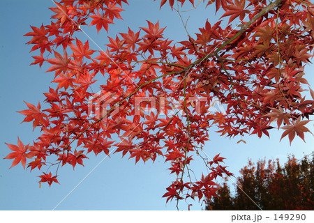 ライトアップされたもみじ01 149290