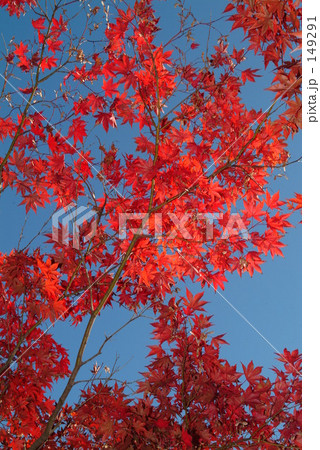 ライトアップされたもみじ02 149291