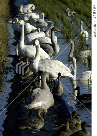 あぜ道の白鳥たち 149797