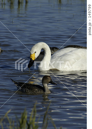 白鳥と鴨 149799