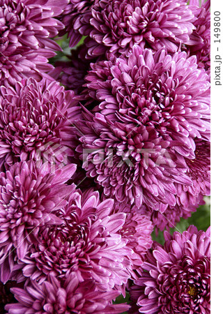 現代菊 現代菊 149800