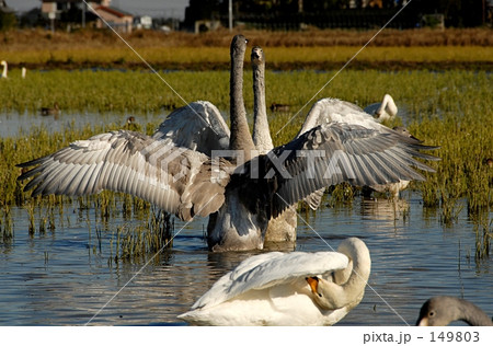 幼鳥たちのディスプレイ 149803